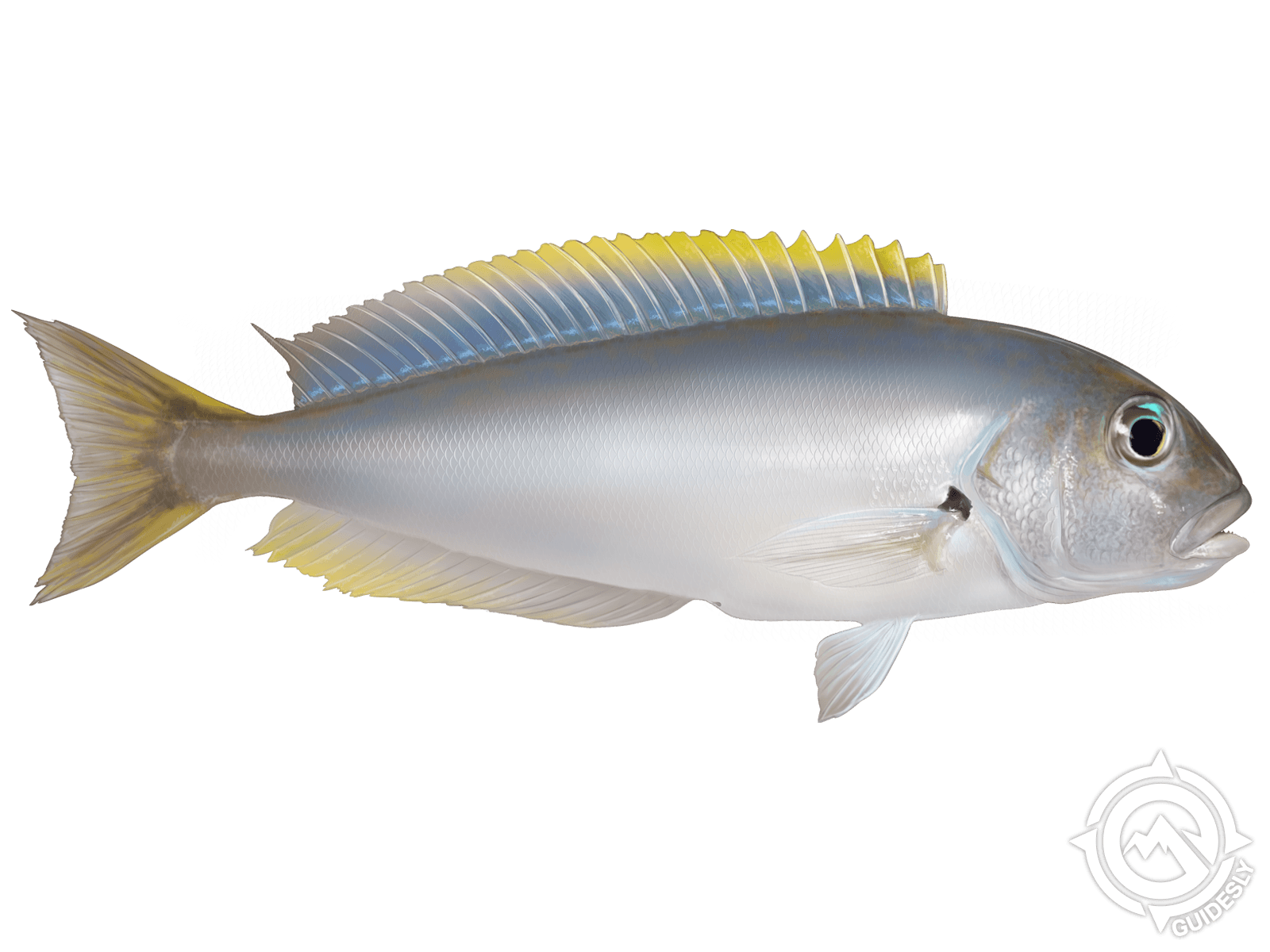 Blackline Tilefish
