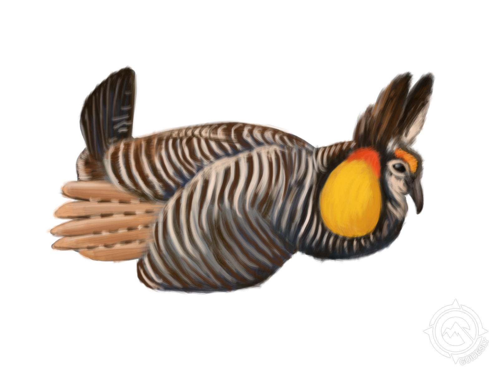 Greater Prairie Chicken
