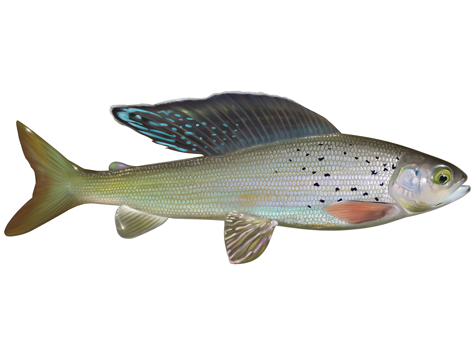 Learn About The Arctic Grayling Fishing Guidesly Learn About The Arctic Grayling Fishing Guidesly