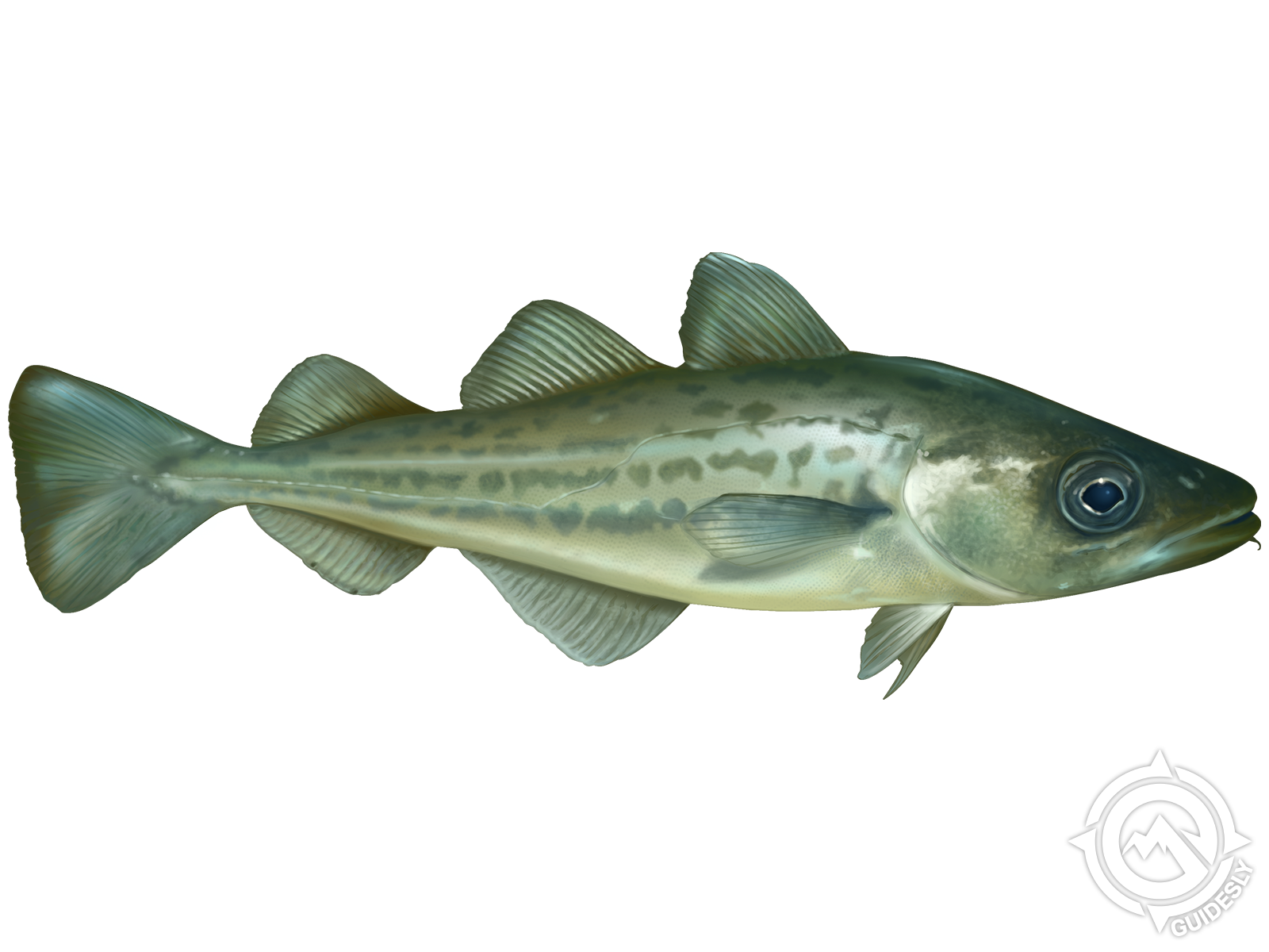 Atlantic Tomcod