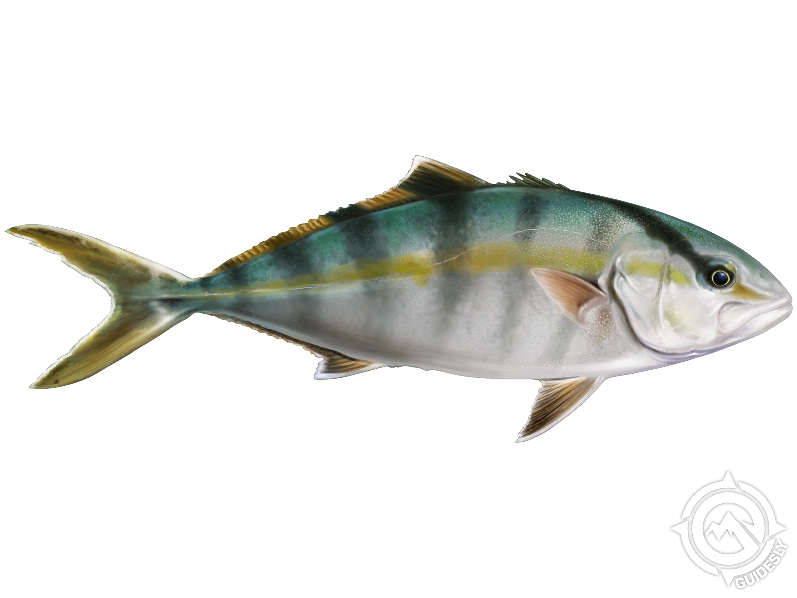 Banded Rudderfish