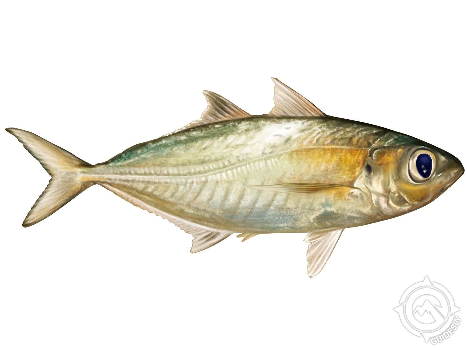 Bigeye Scad