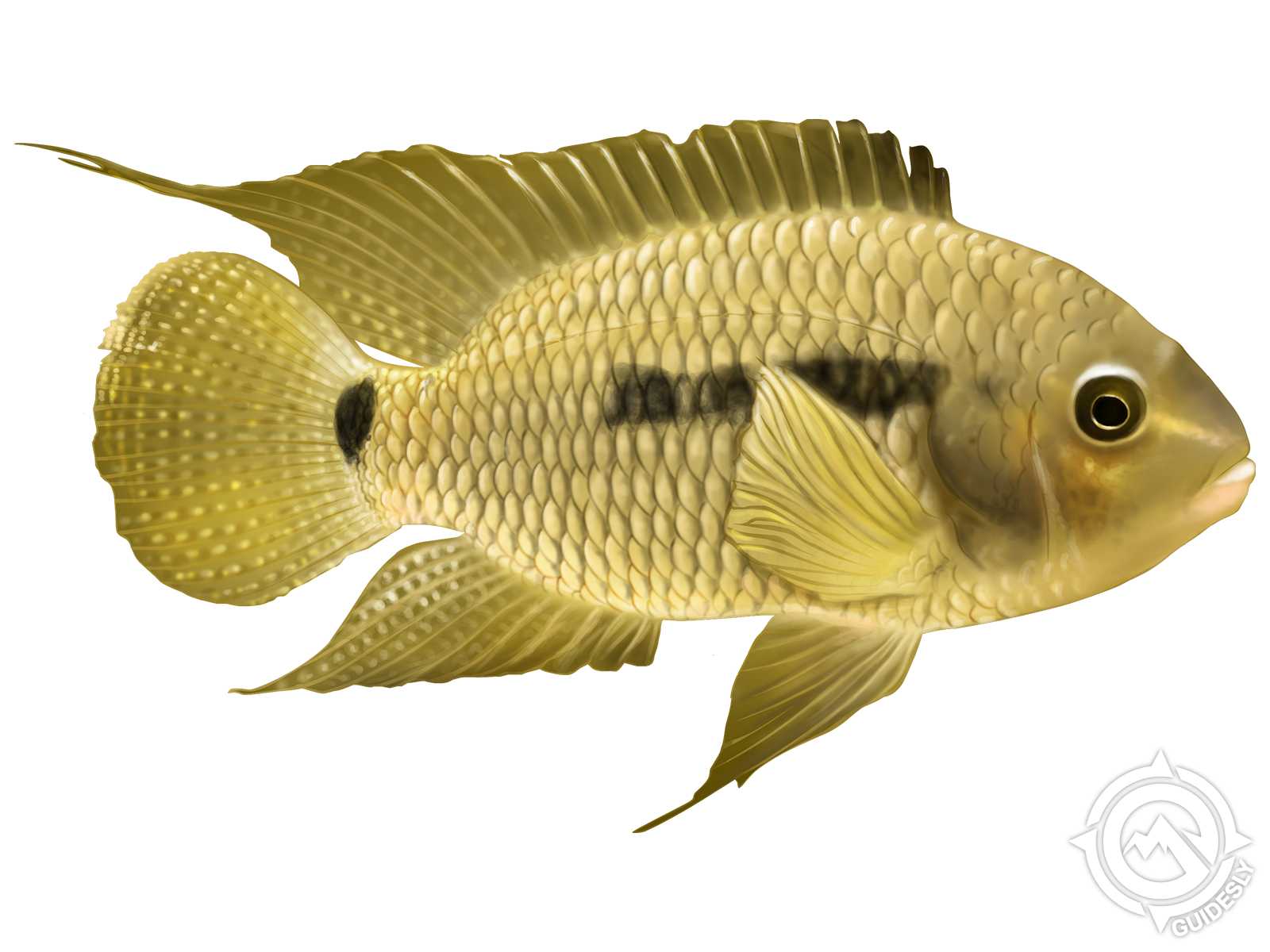 Black Acara