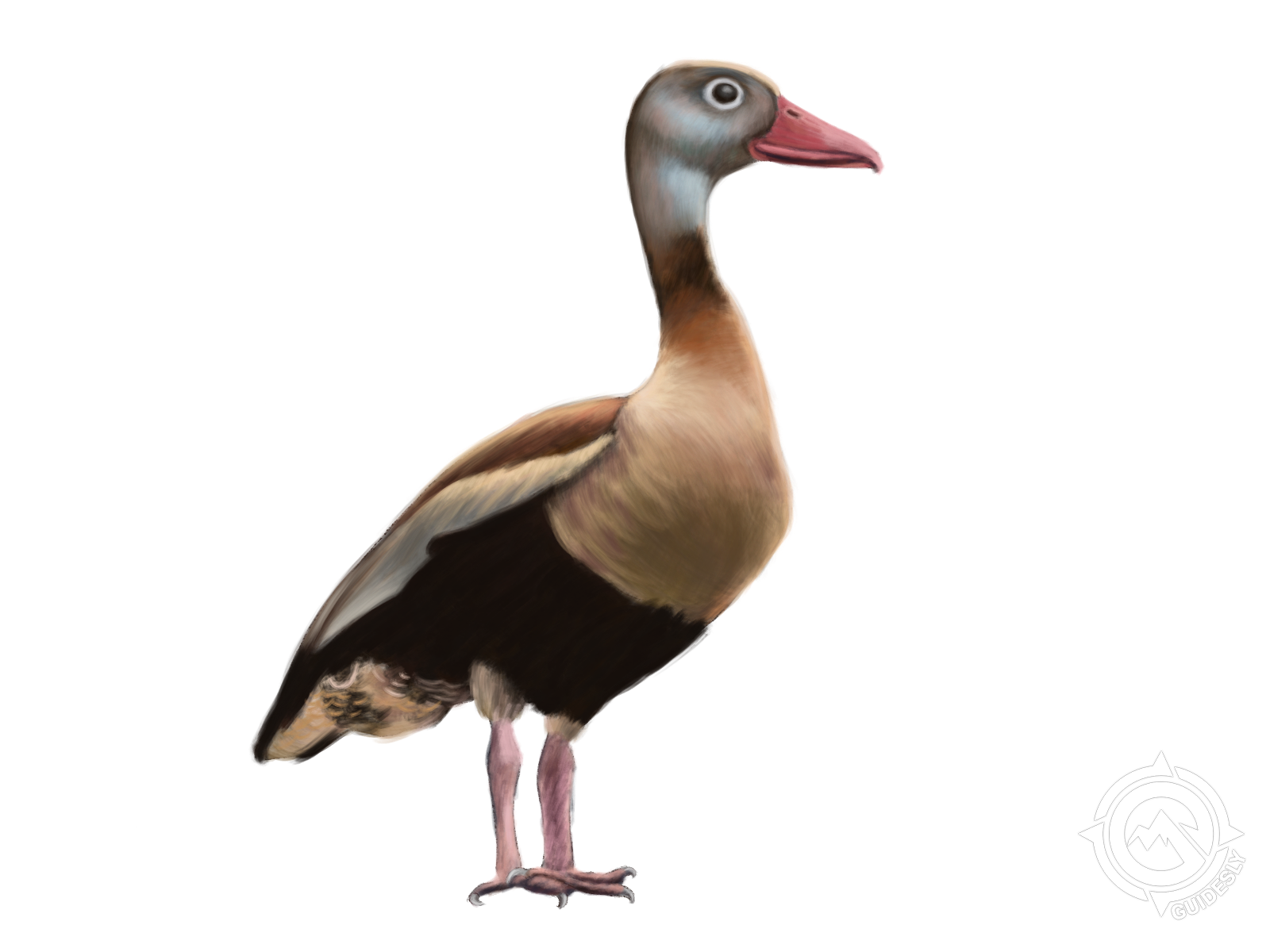 Black-bellied Whistling Duck
