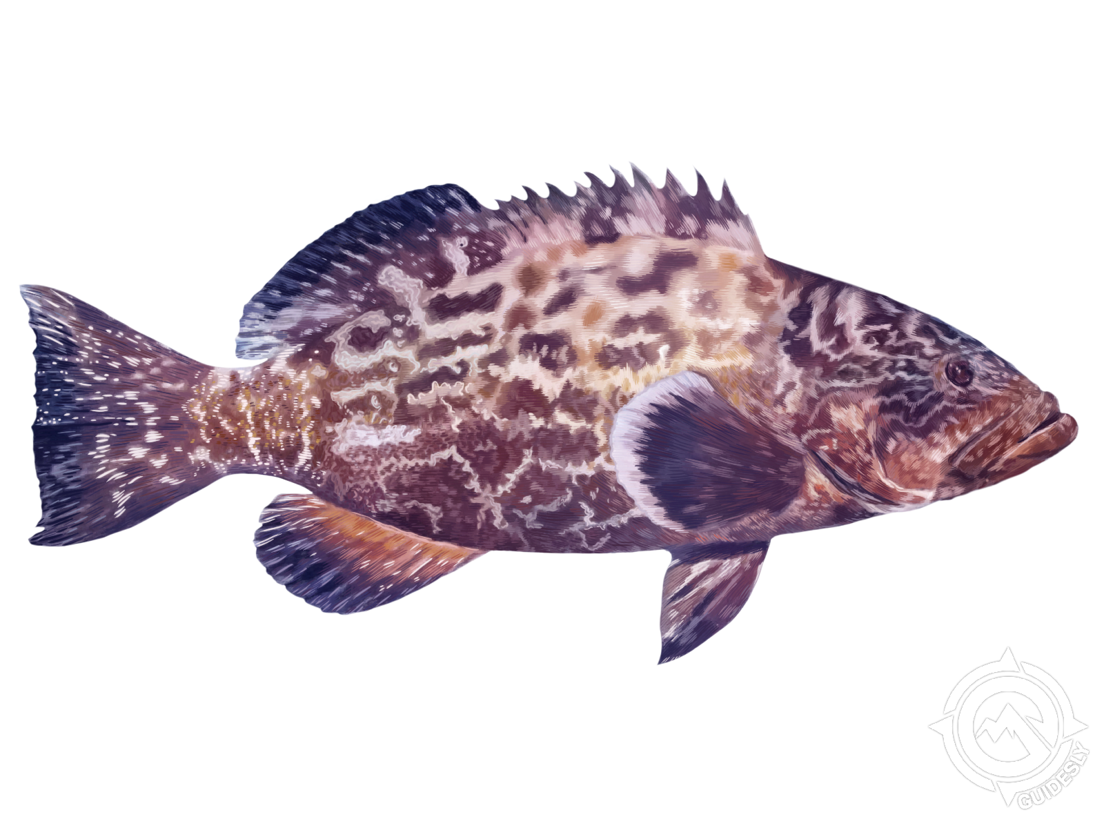 Black Grouper