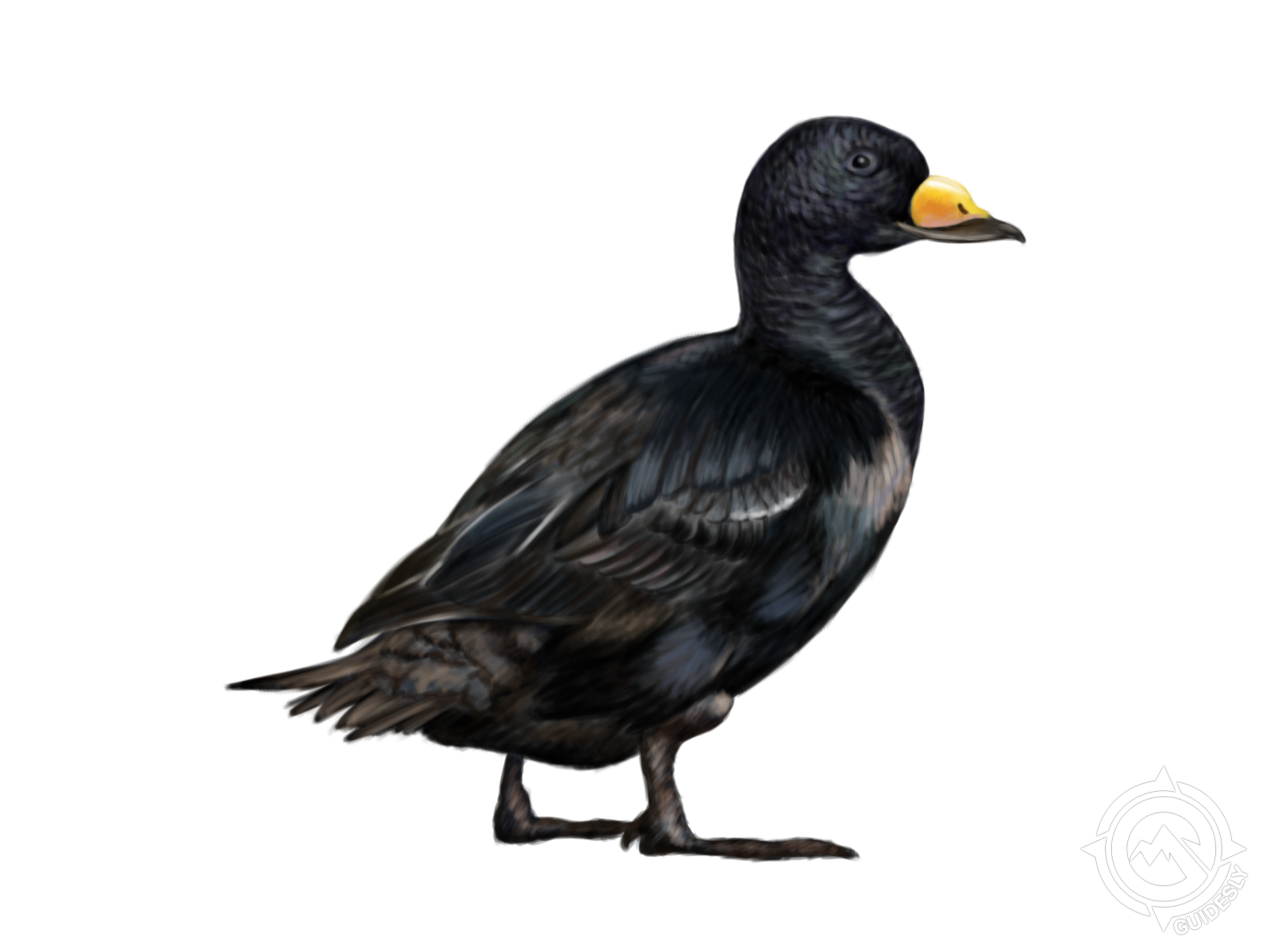 Black Scoter