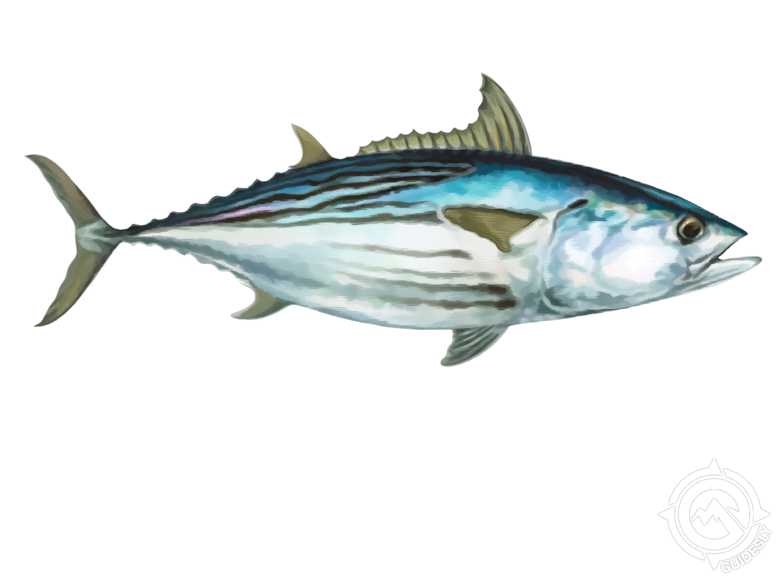 Black Skipjack