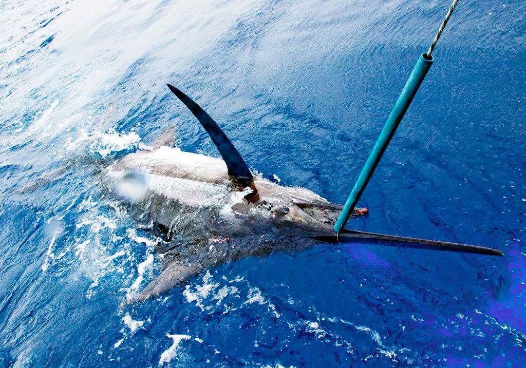 9 Most Difficult Fish to Catch in Florida