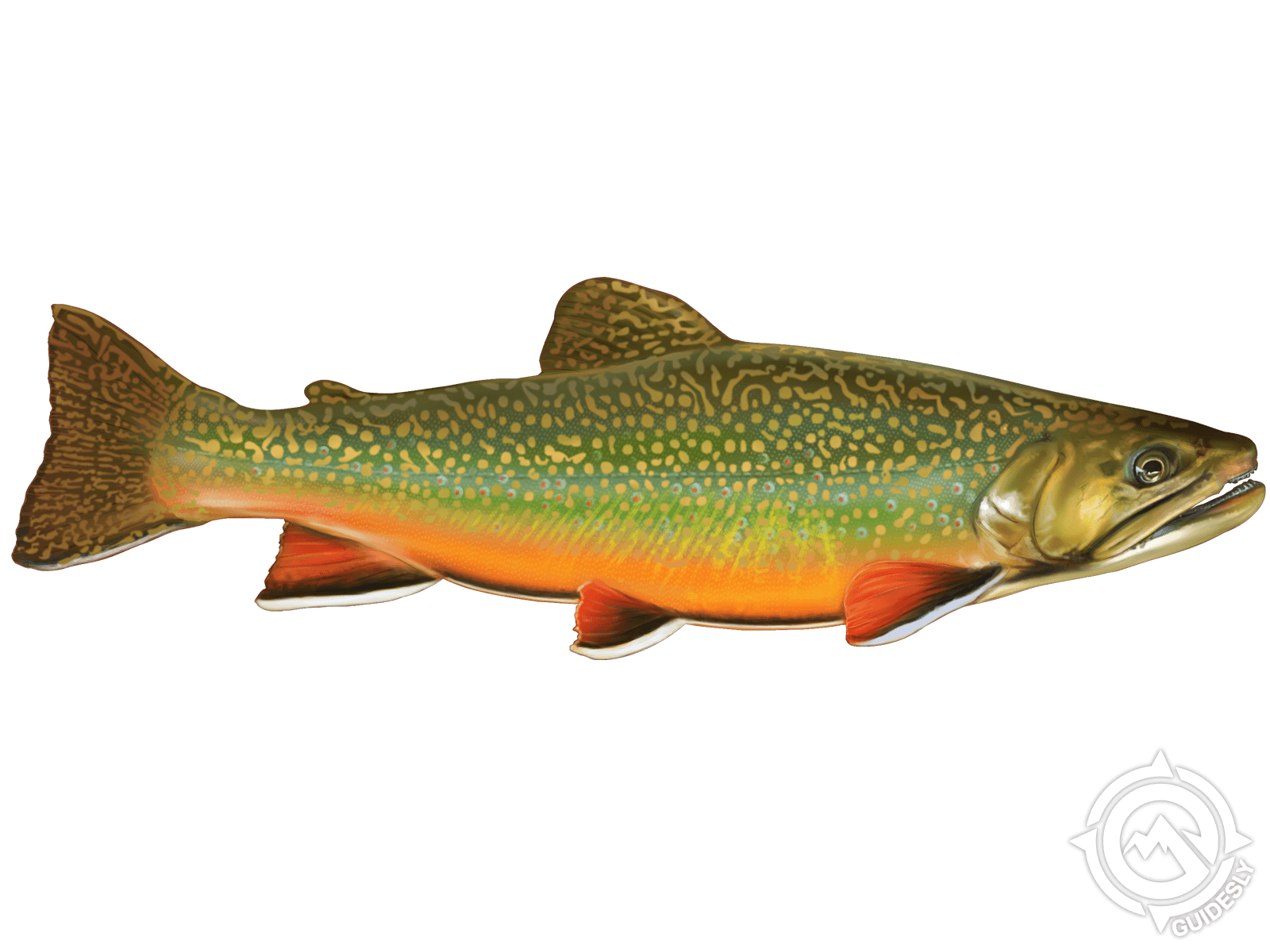 Farmington River Fish Species With CT Pin Fishing Guide Service