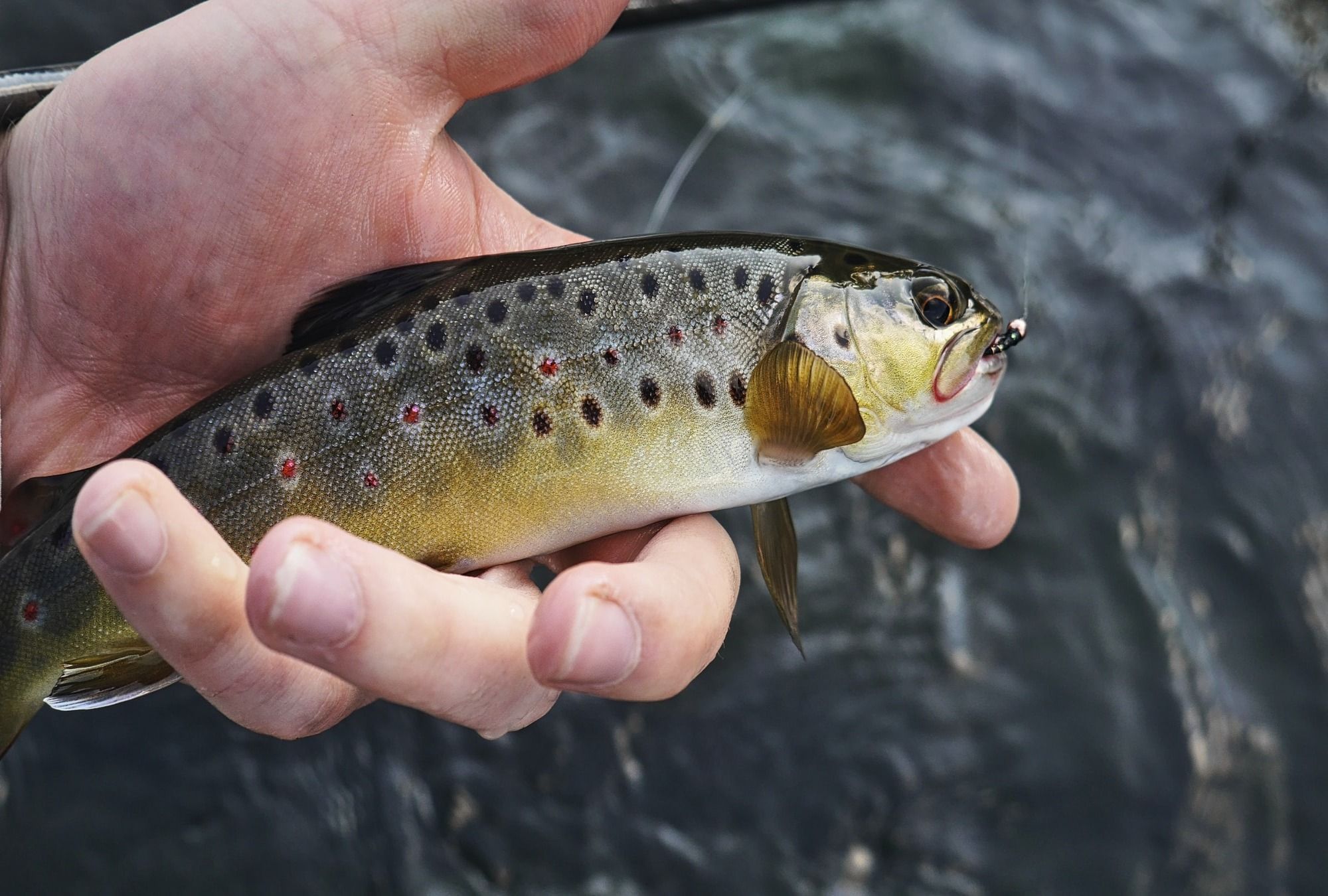 Brown Trout