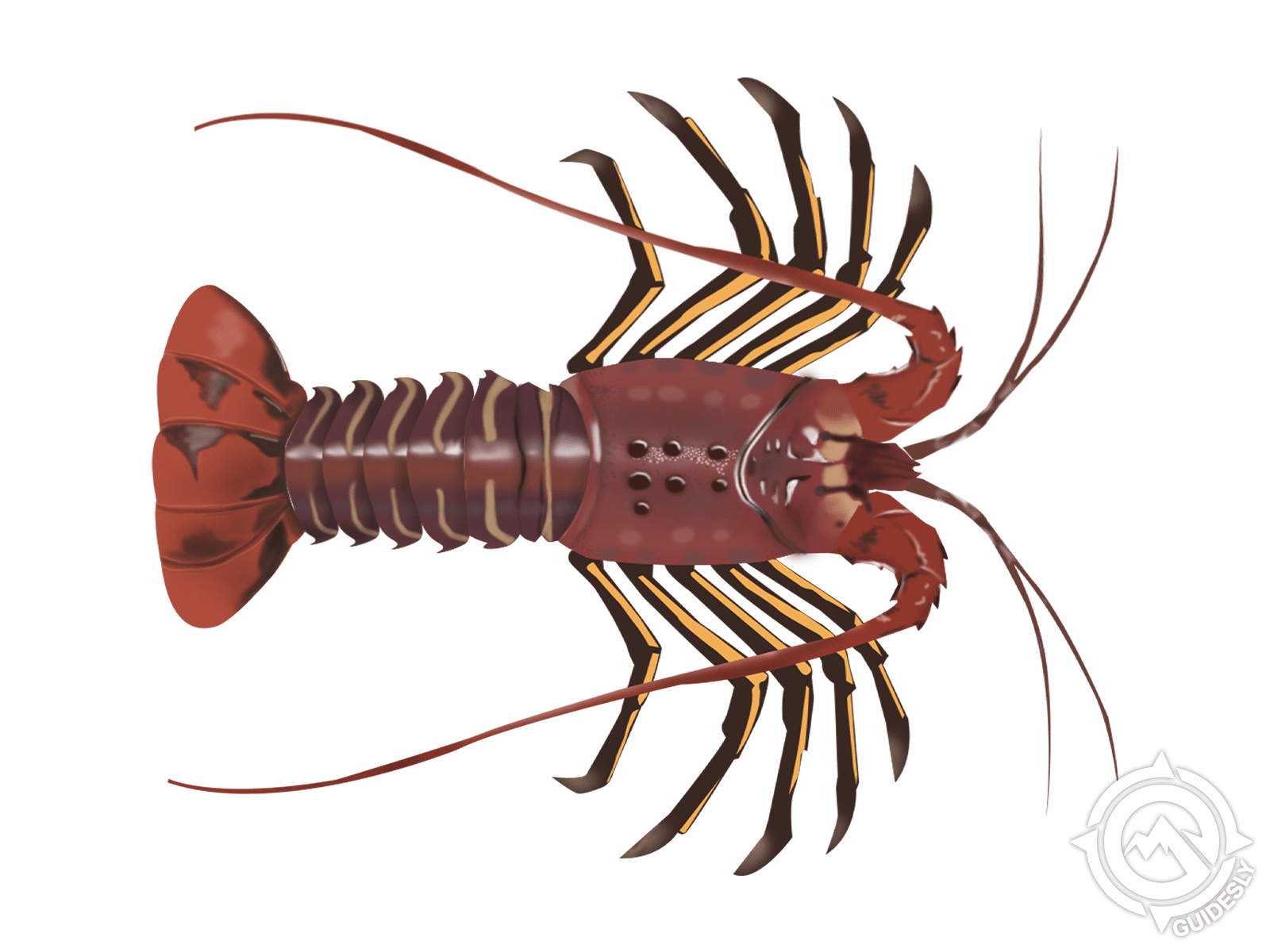 California Lobster 