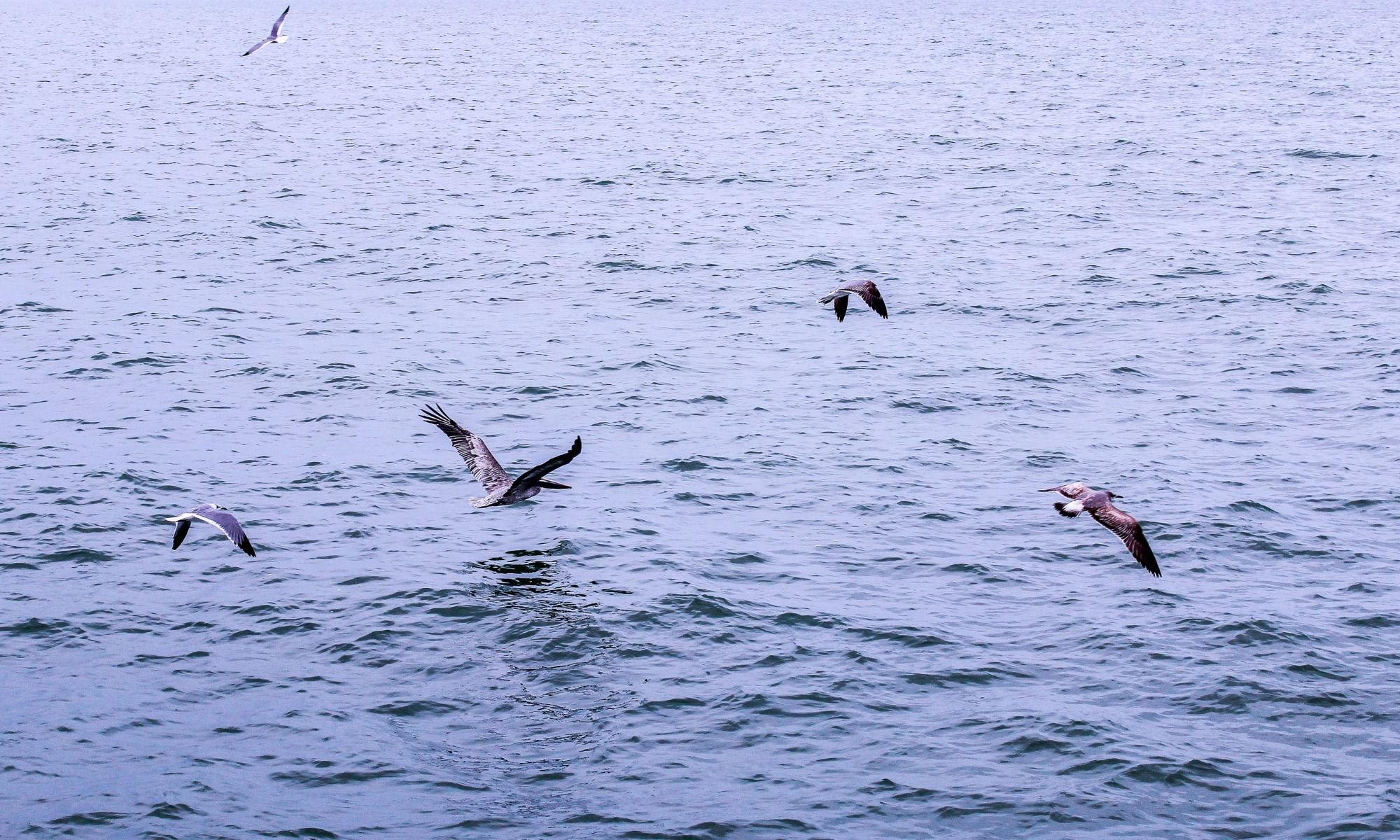Carrabelle, FL Fishing: A Small and Charming Coastal City on the Florida Panhandle