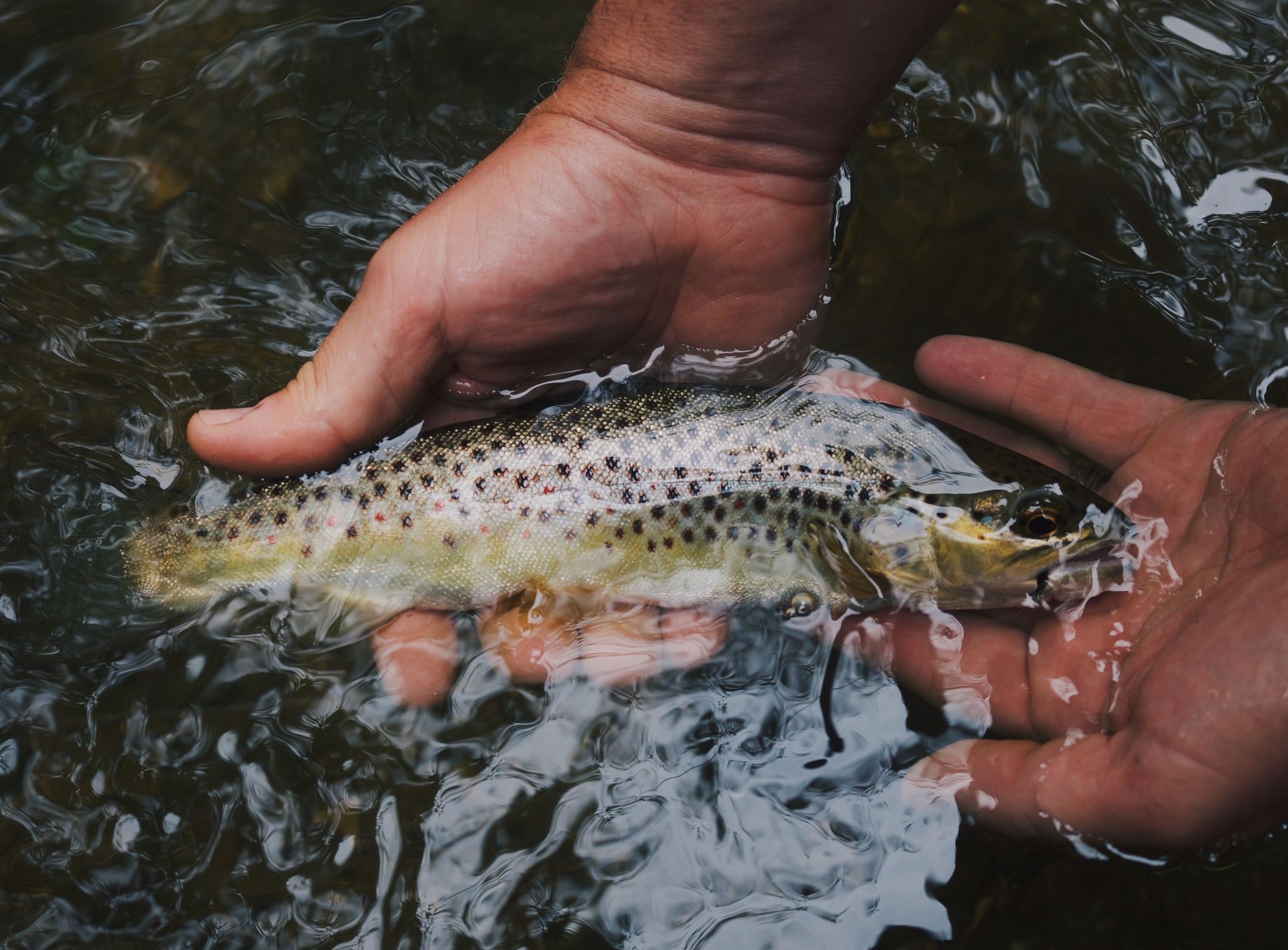 The Best Practices to Safely Catch and Release Fish