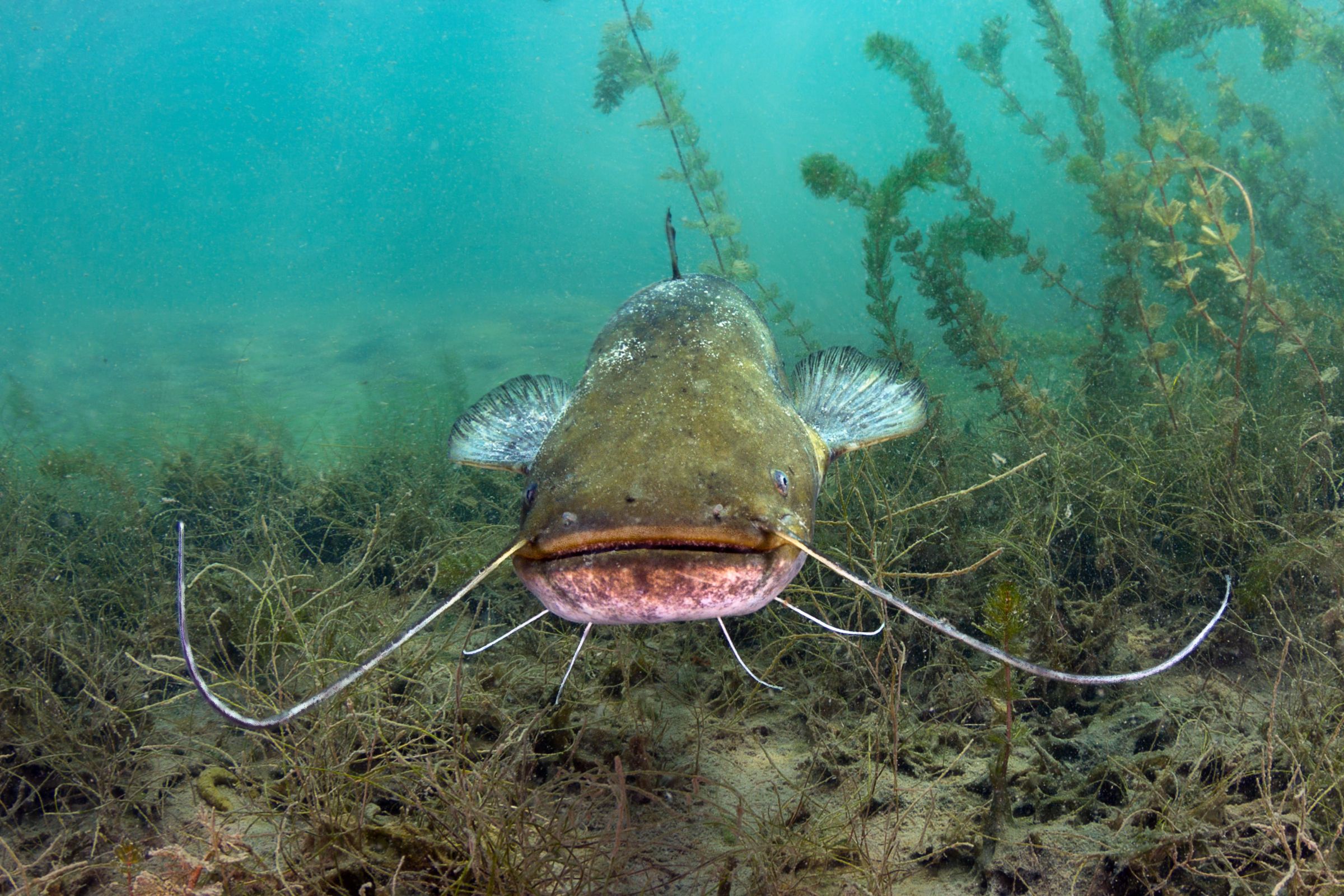 Can You Catch BIG Catfish Without a Rod and Reel? Yes!