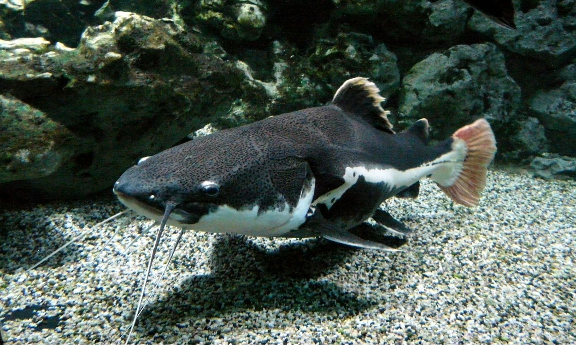 Catfish Scents: 5 Important Things You Need to Know