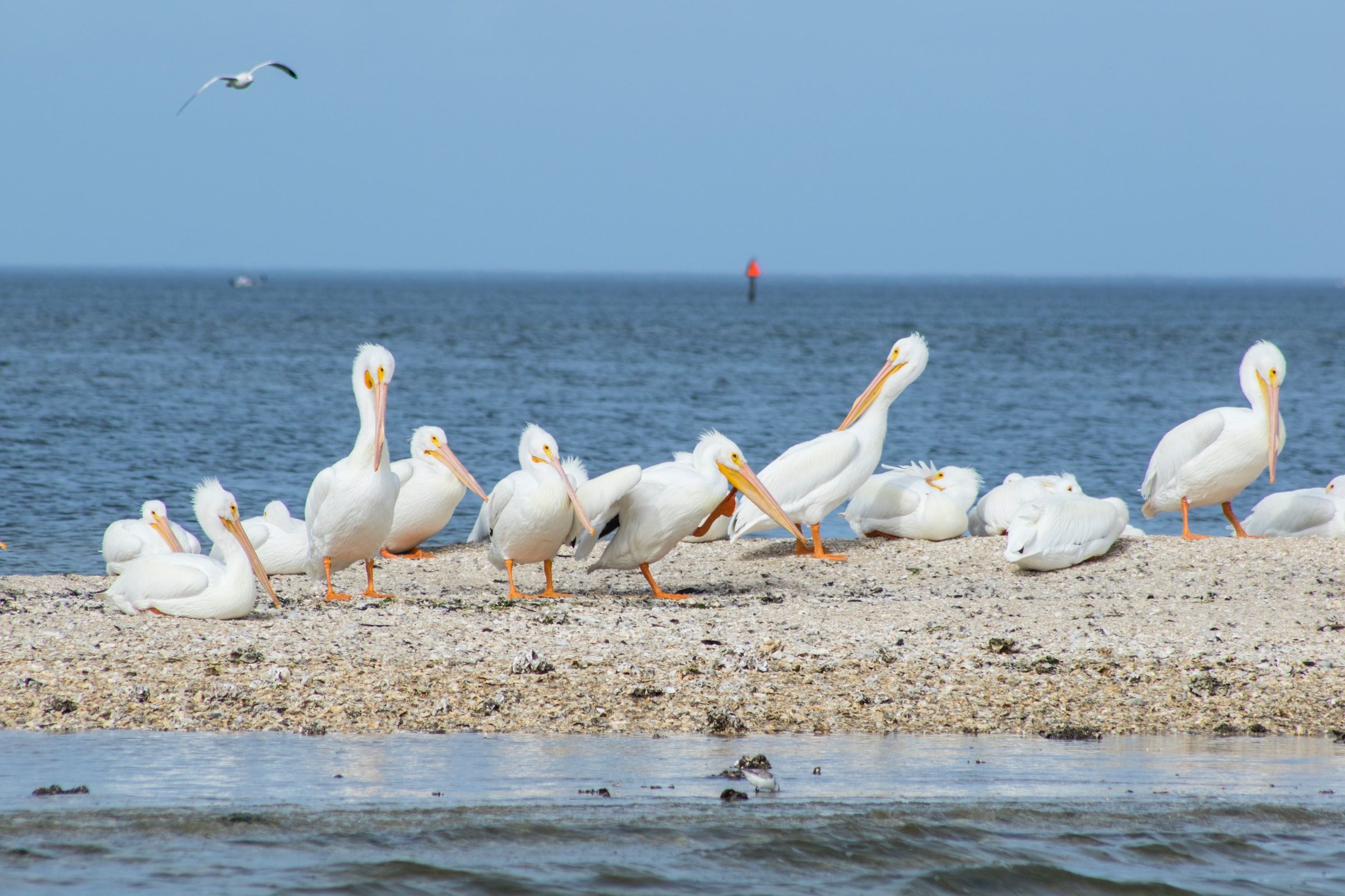 Cedar Key, FL Fishing: A Pristine Side of Florida with Unspoiled Nature and Historical Significance