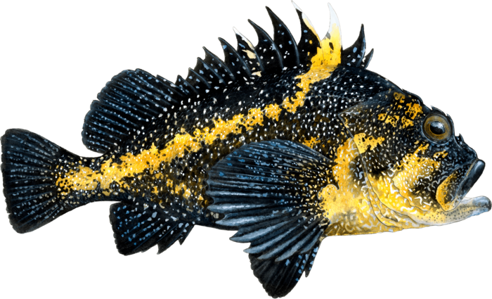 China Rockfish