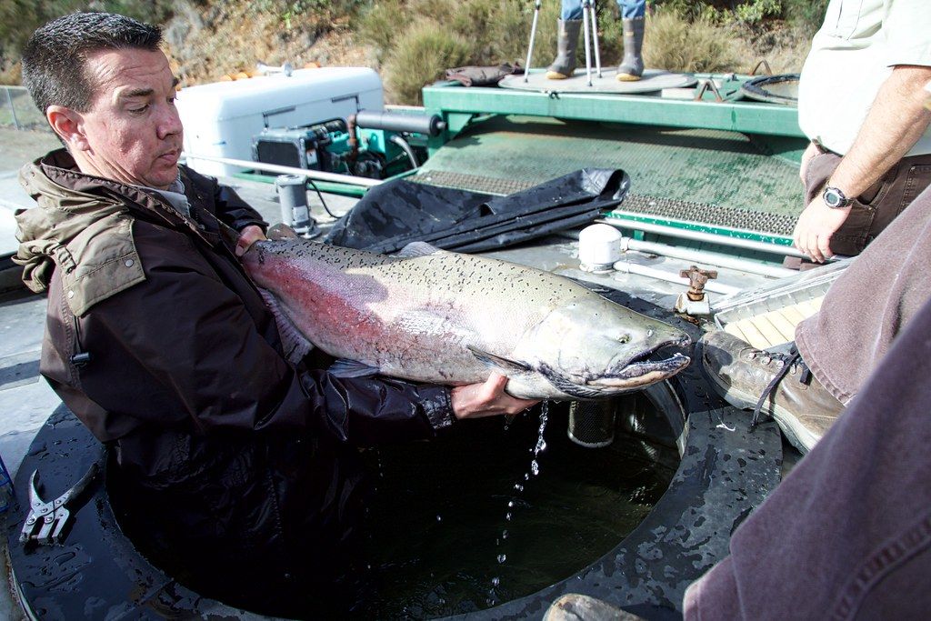 "Tagging Chinook salmon 2016-01-26" by USFWS Pacific Southwest Region is licensed under CC BY 2.0