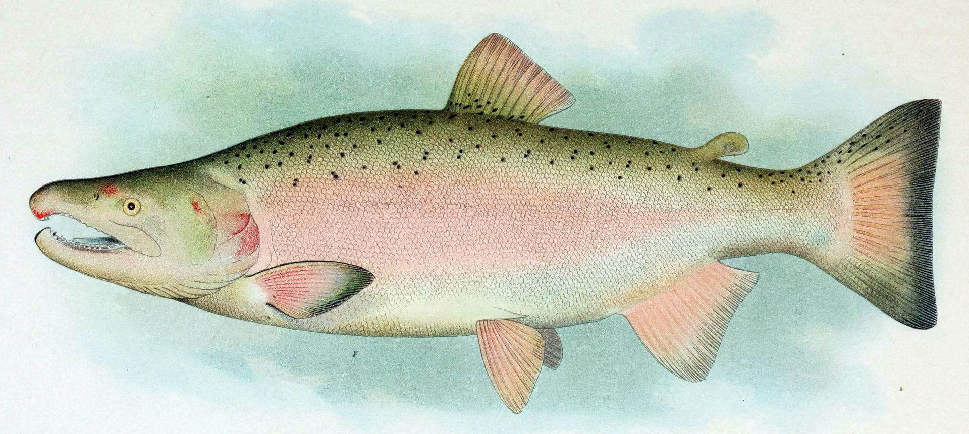 Coho salmon male breeding view