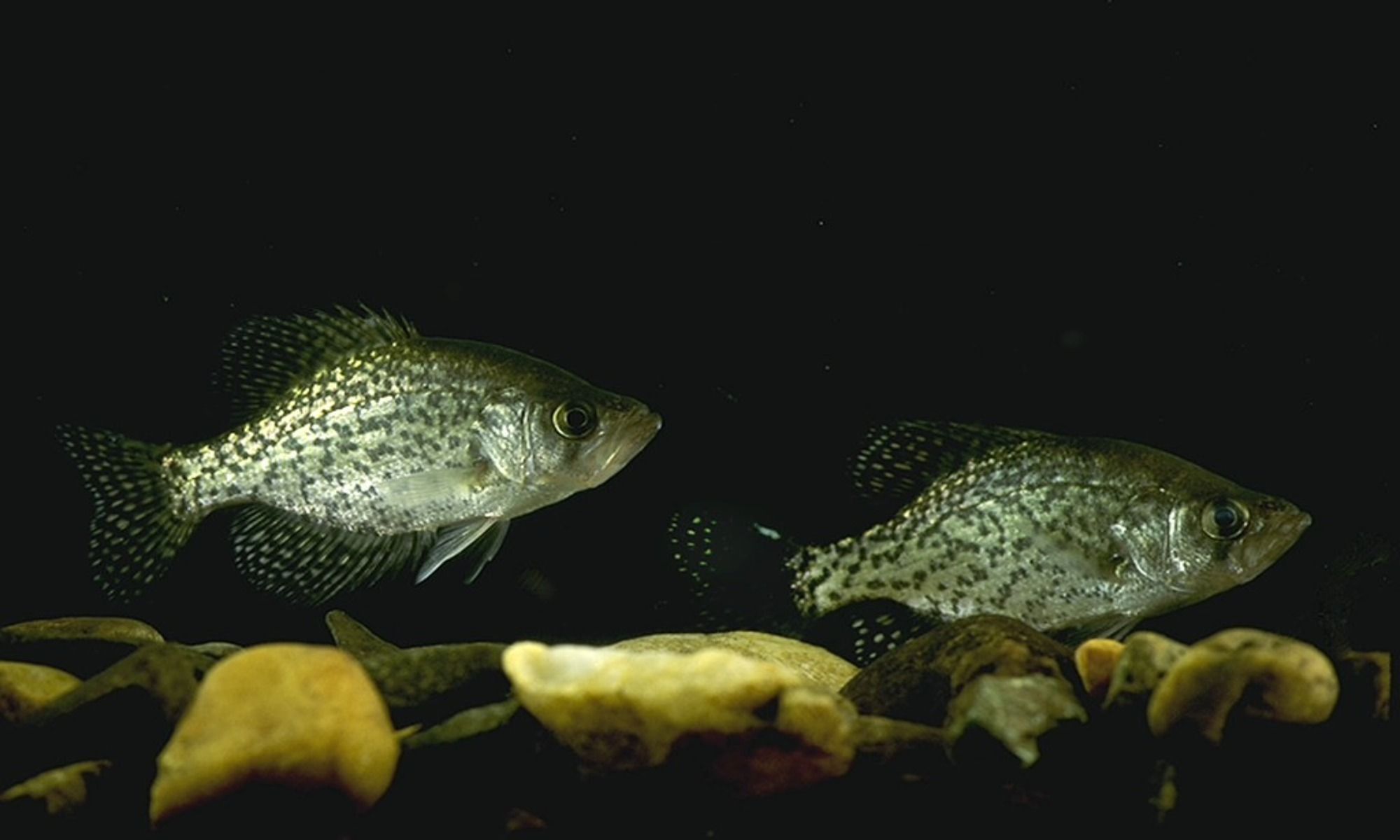 Fishing Techniques: Fish for Crappie Like a Pro