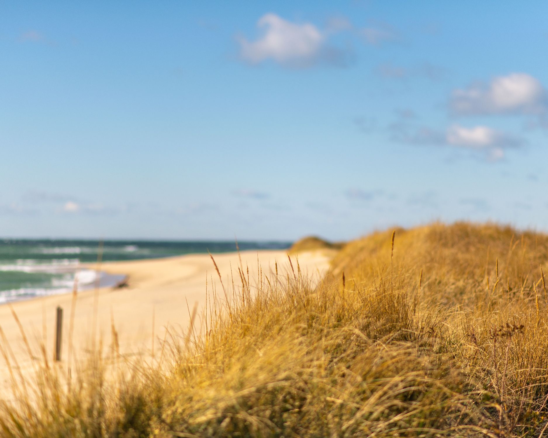 Dennis, MA: Nantucket's Golden Blue Nugget