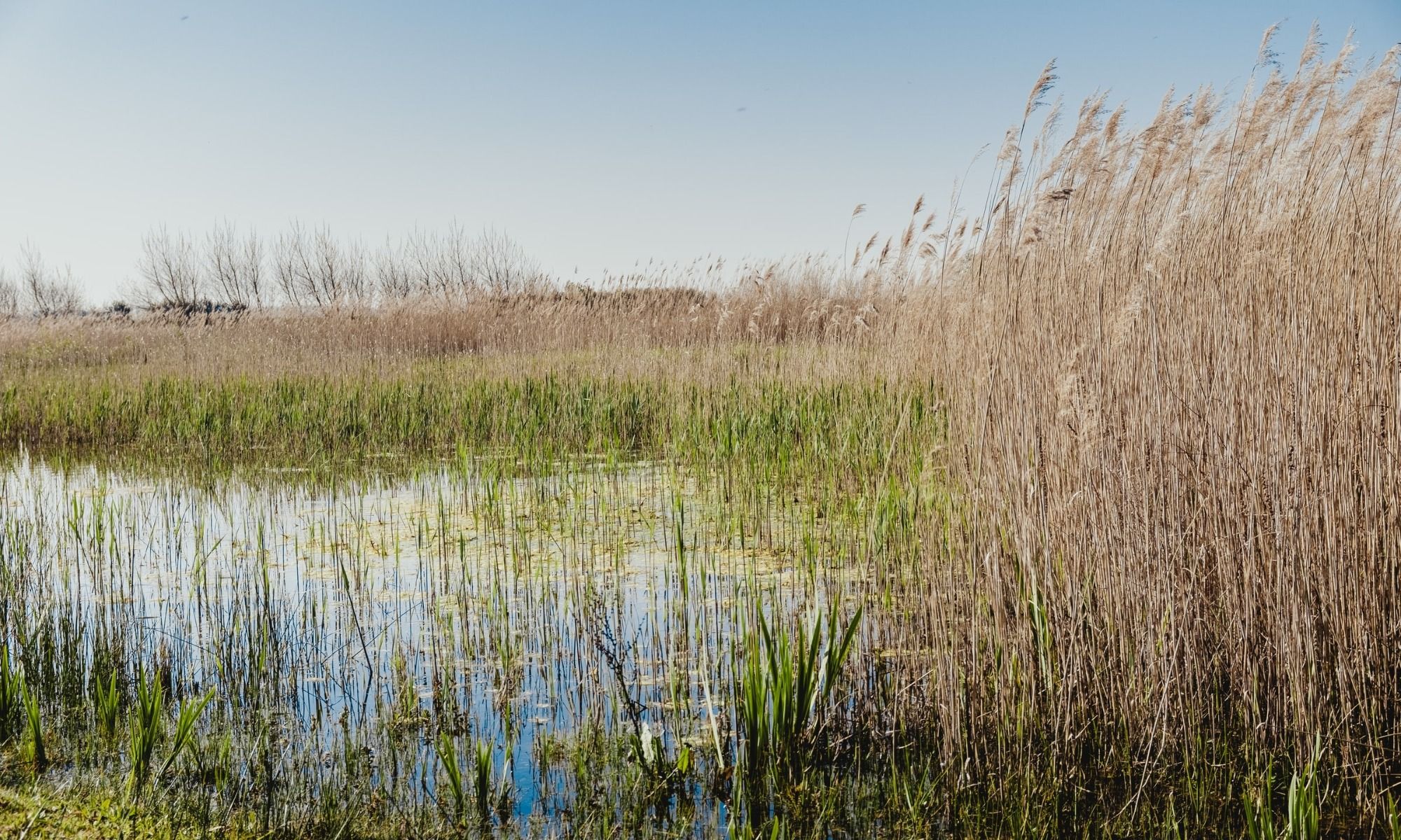 Finesse Fishing in the Grass: All You Need to Know