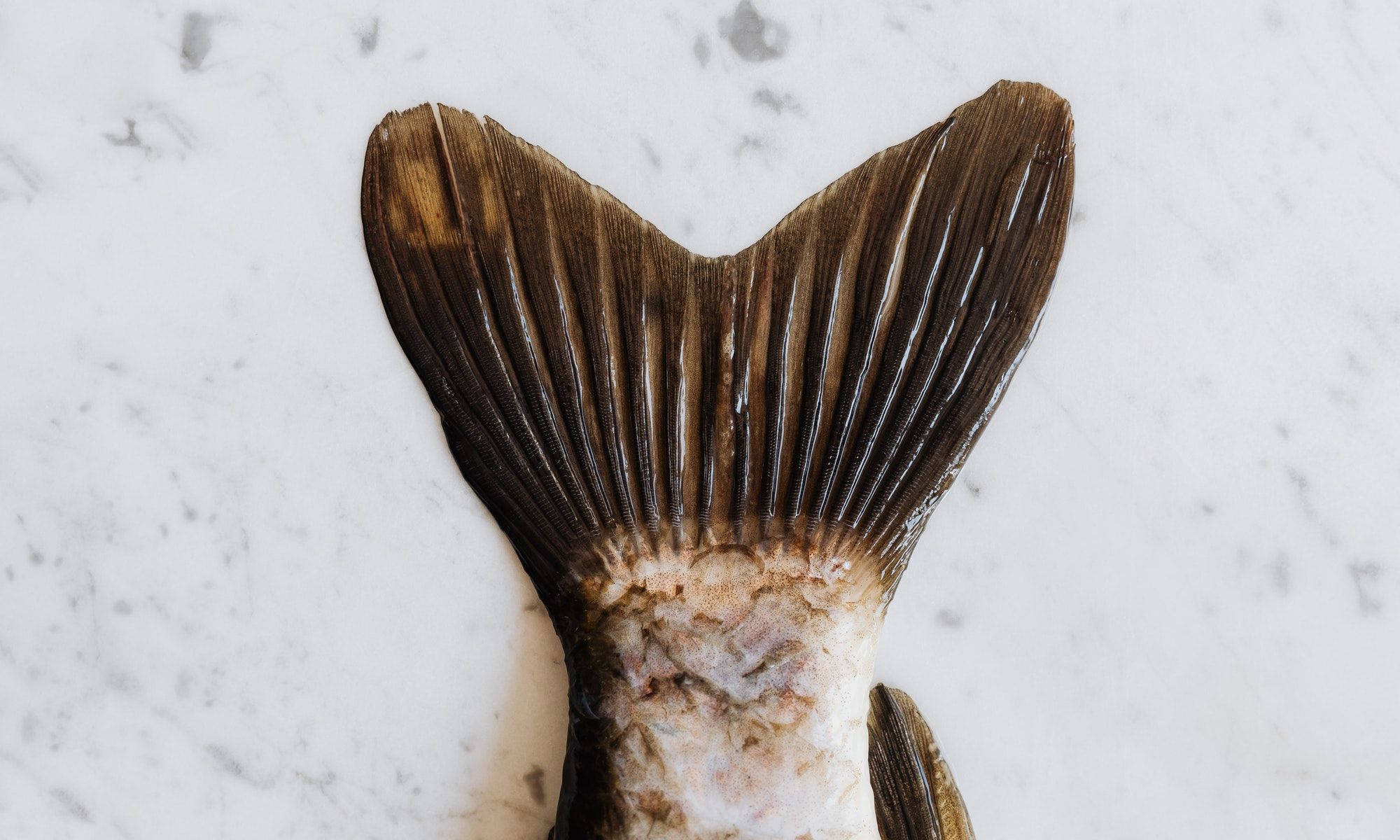 How to Choose the Best Fish Scaler