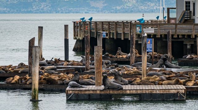 Book Your Fishing Charter in San Francisco, CA