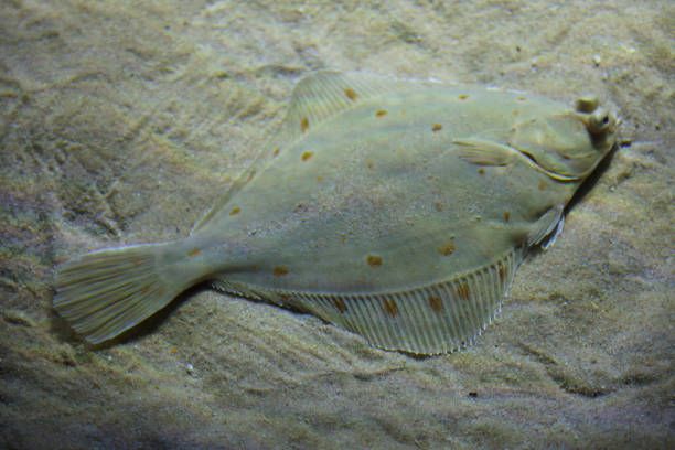 Flounder