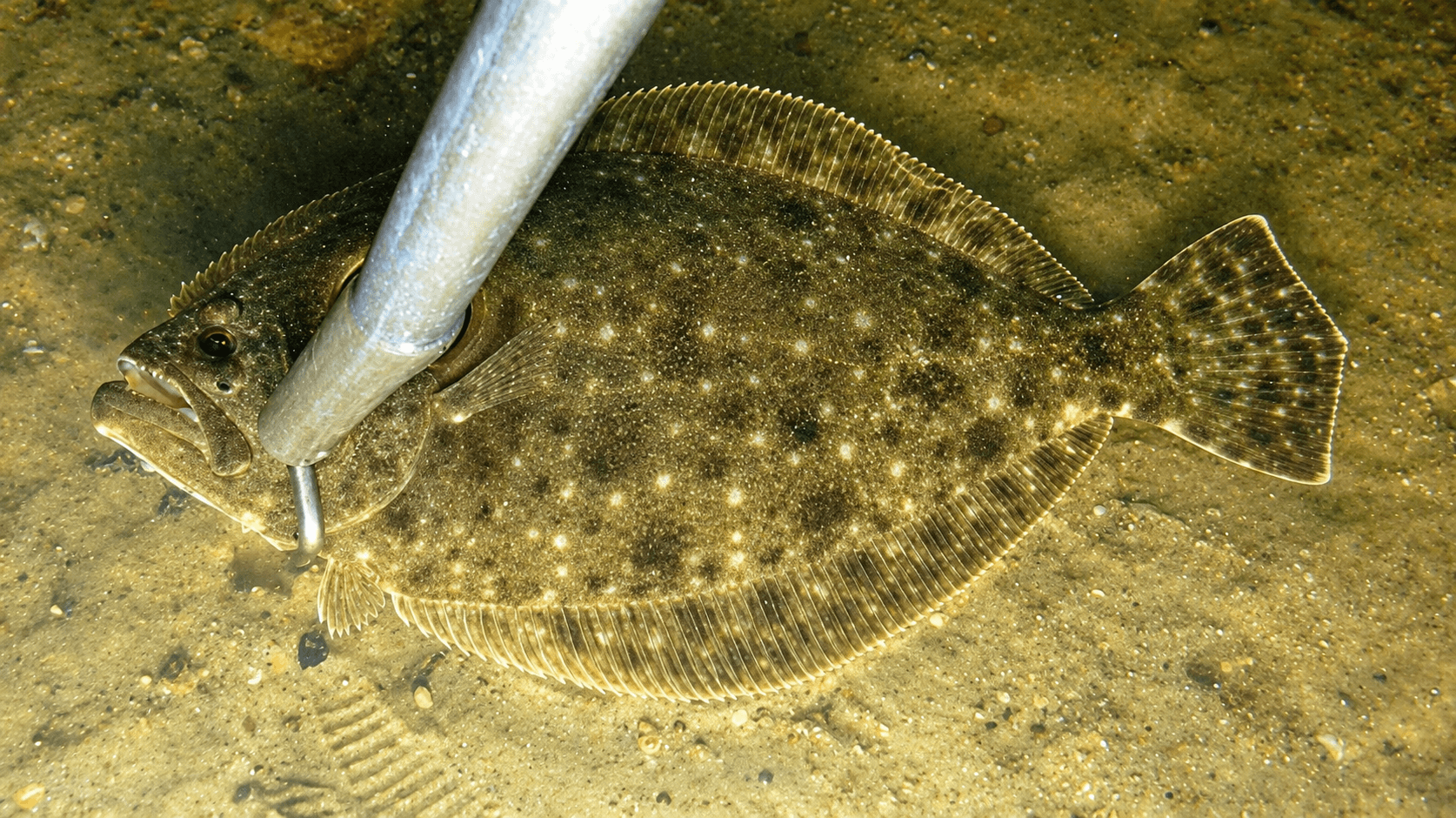 Gigging for Flounder
