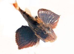 Flying Gurnard