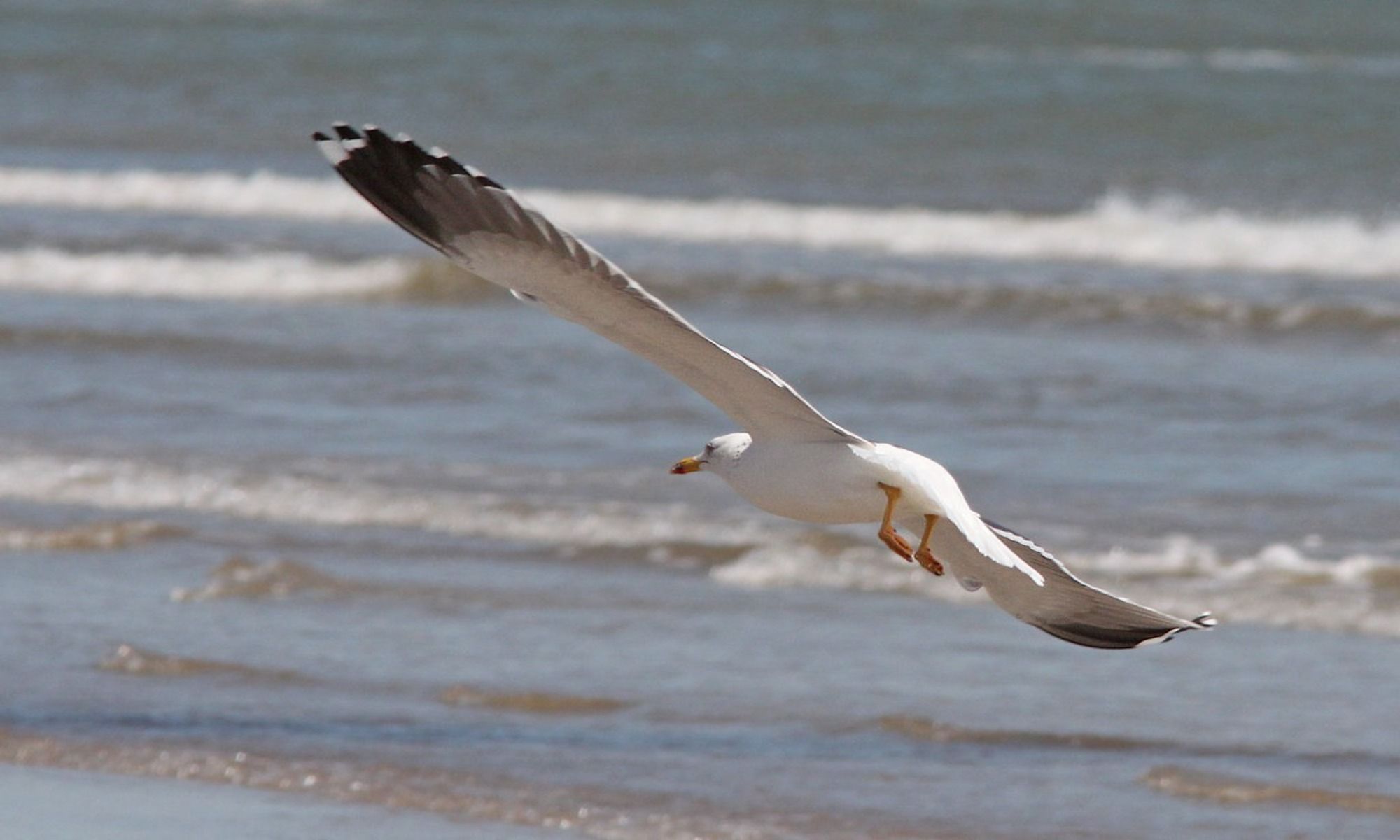 Freeport, TX Fishing: The Underrated Deep Sea Fishing Haven