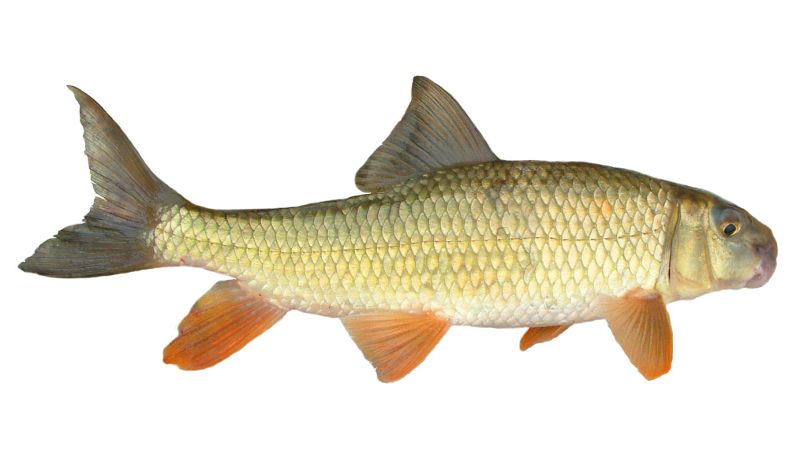 Golden Redhorse