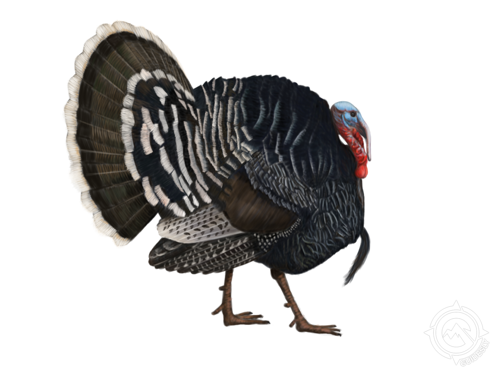 Gould's Turkey