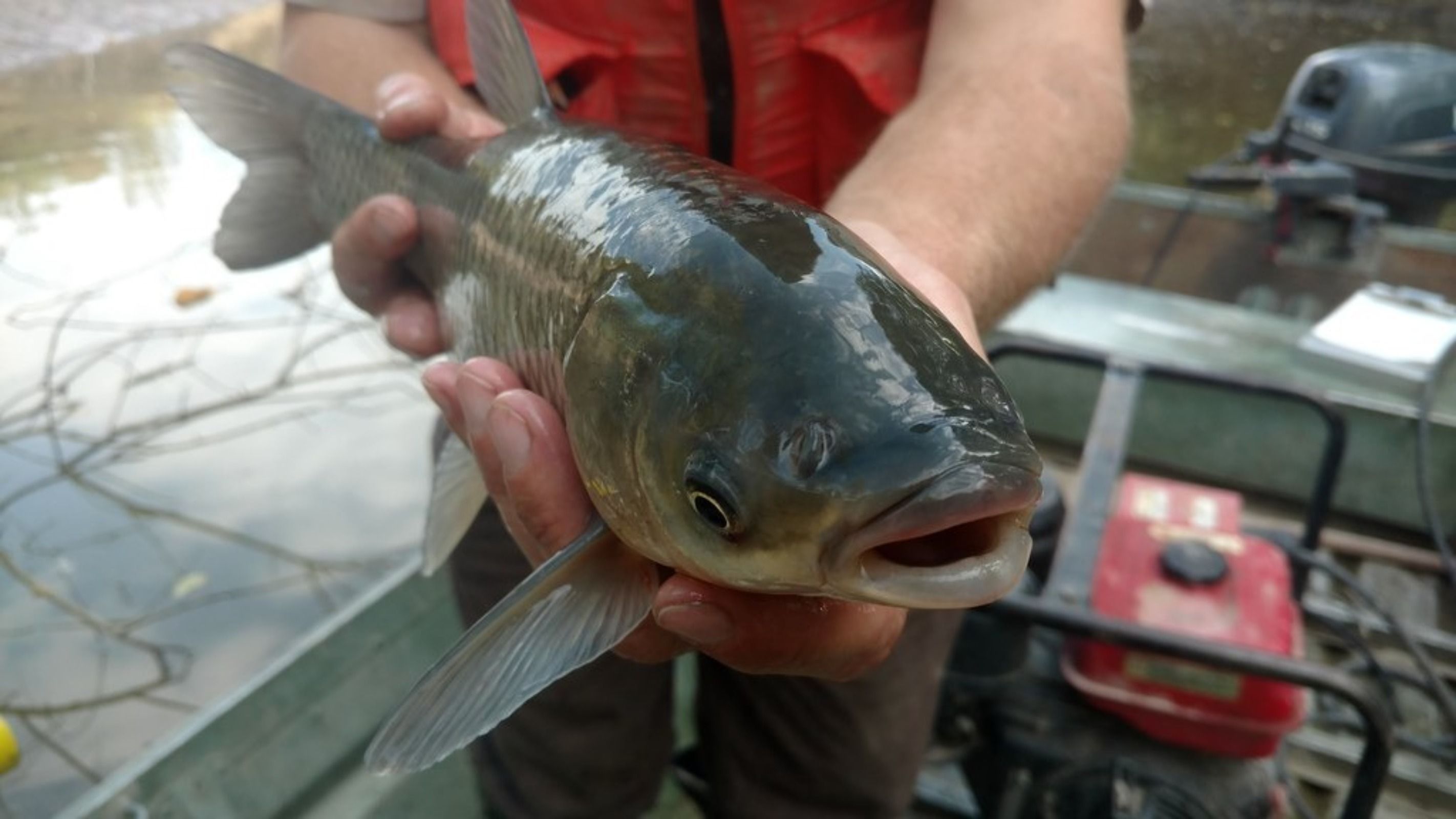 Tips on Fly Fishing for Grass Carp