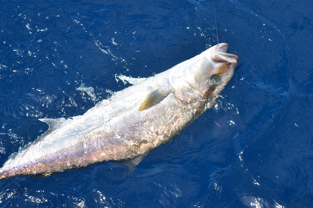 "Greater Amberjack" by MyFWC Florida Fish and Wildlife is licensed under CC BY-ND 2.0