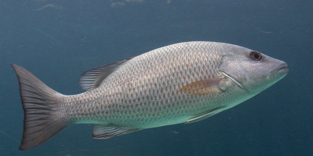 "Grey snapper Lutjanus griseus" by brian.gratwicke is licensed under CC BY 2.0