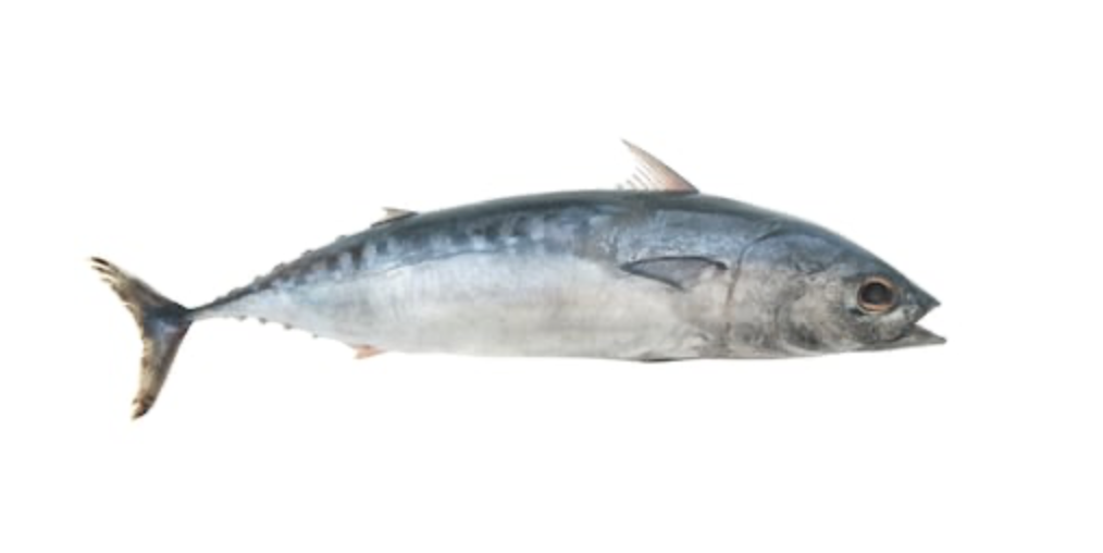 Bullet Tuna