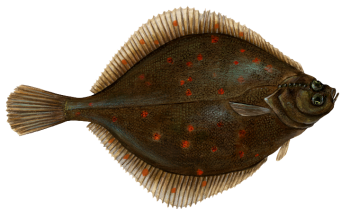 Butter Sole