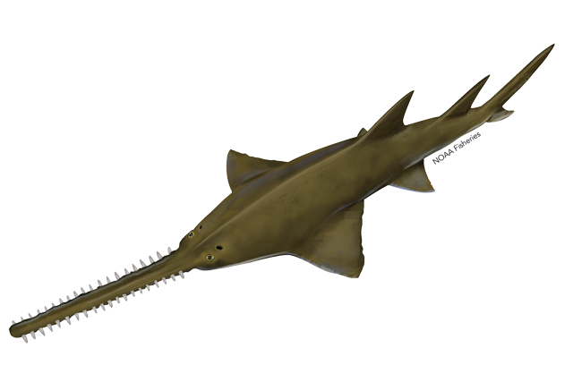 Largetooth Sawfish