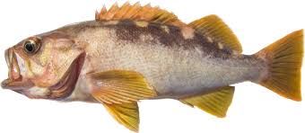 Olive Rockfish