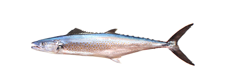 Pacific Sierra