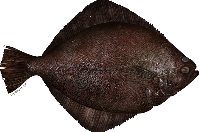 Petrale Sole