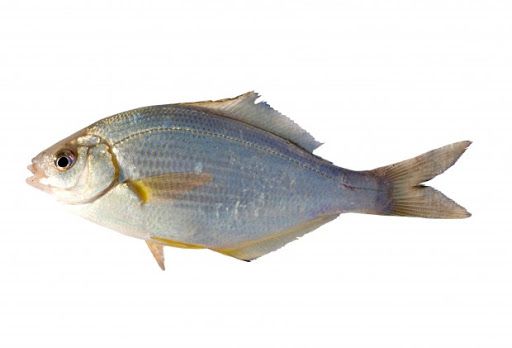 White Seaperch