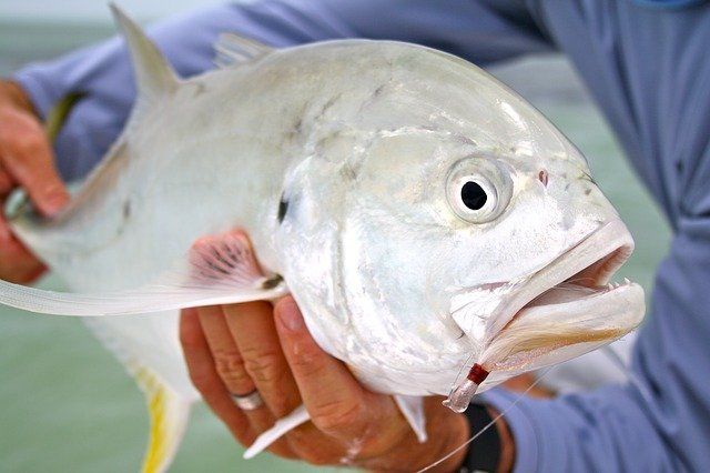 Jack Crevalle