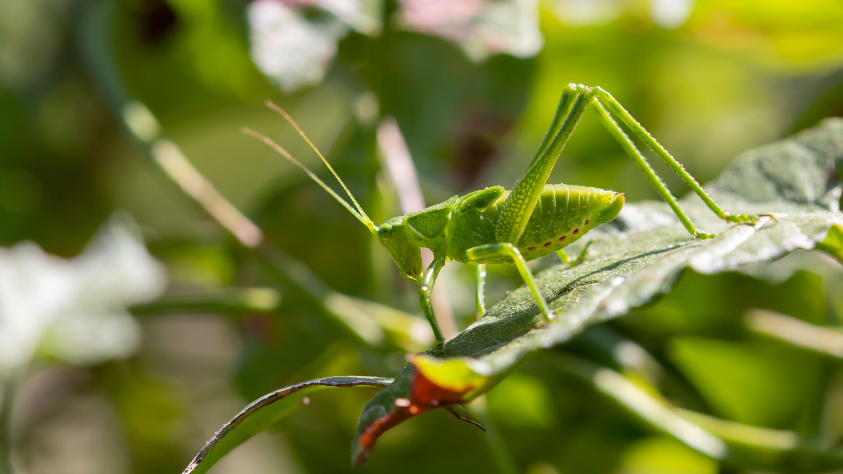 Why You Need to Know Your Bugs and What are the Best Ones?