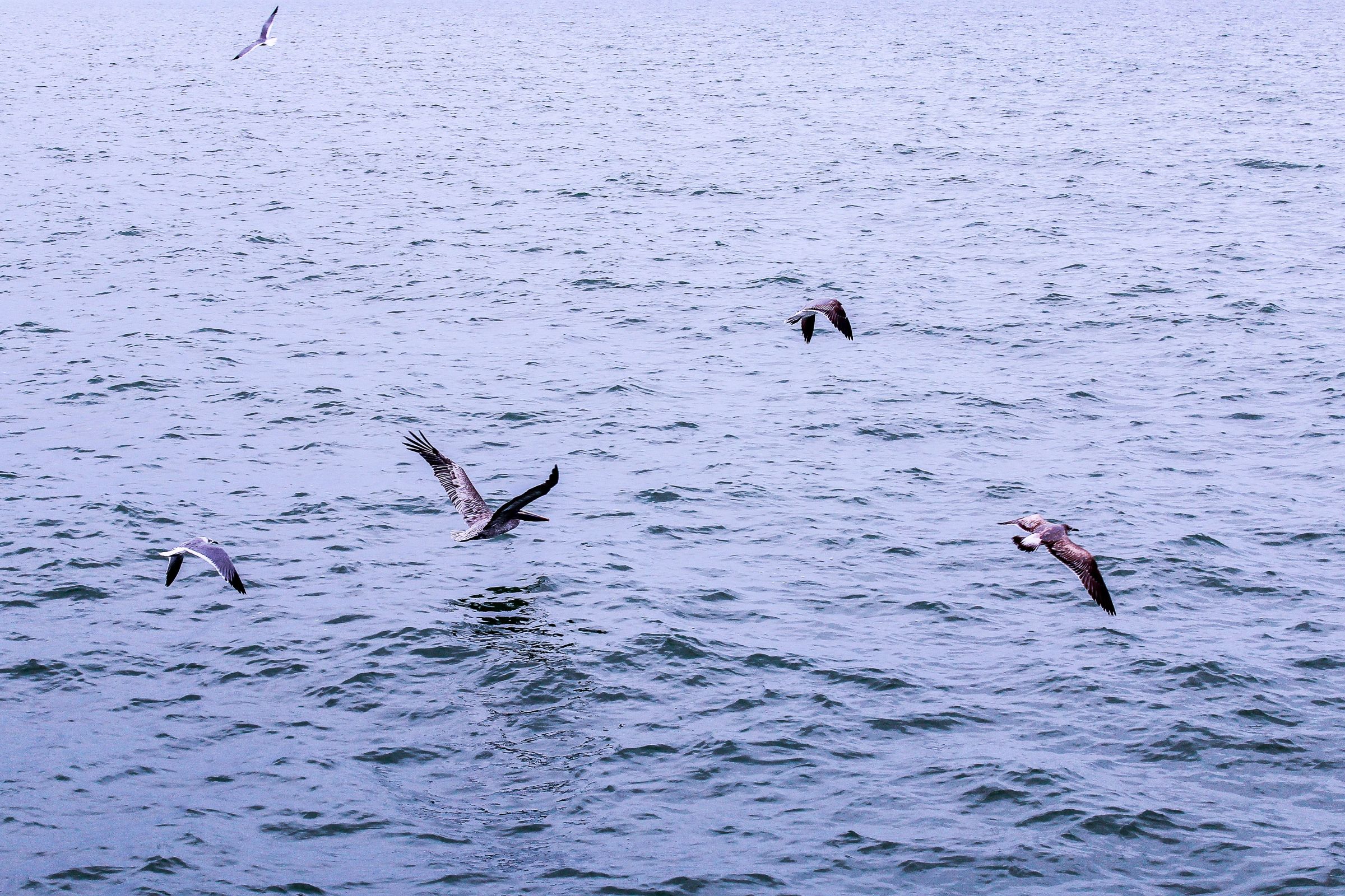 Kissimmee, FL Fishing:  The Heart of the Sunshine State