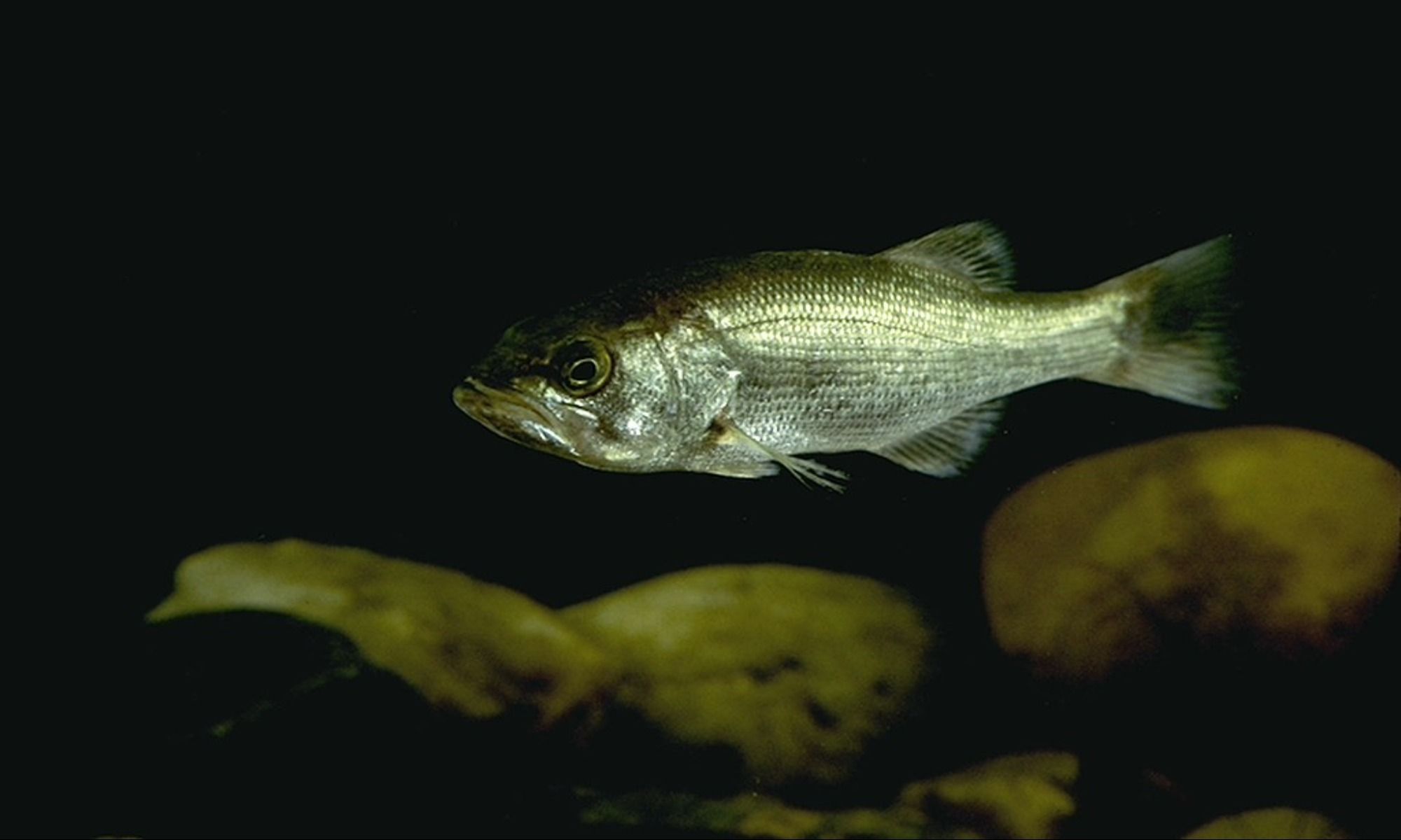 Tips for Spawn Success of These 5 Gamefish