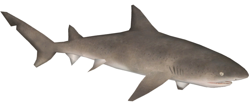 Lemon Shark