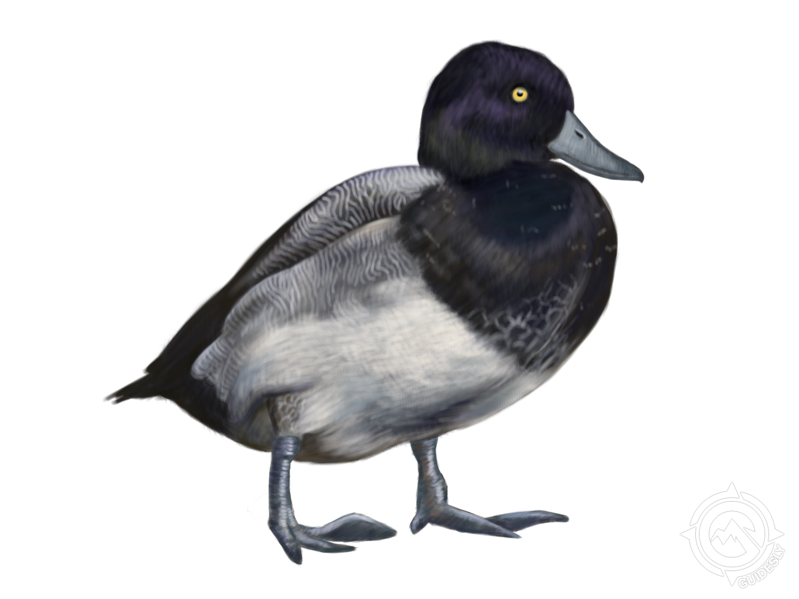 Lesser Scaup